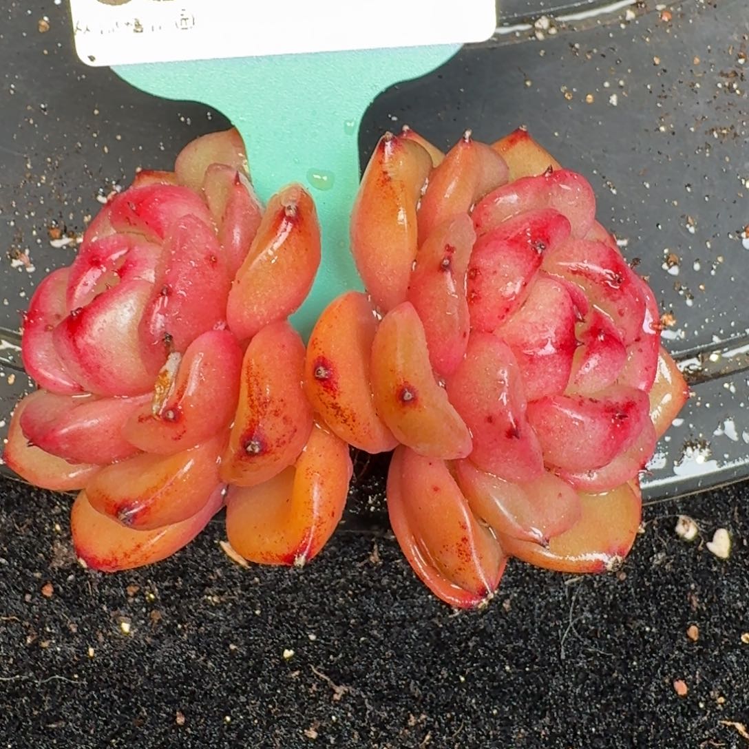 从前慢多肉精选编号1225.182