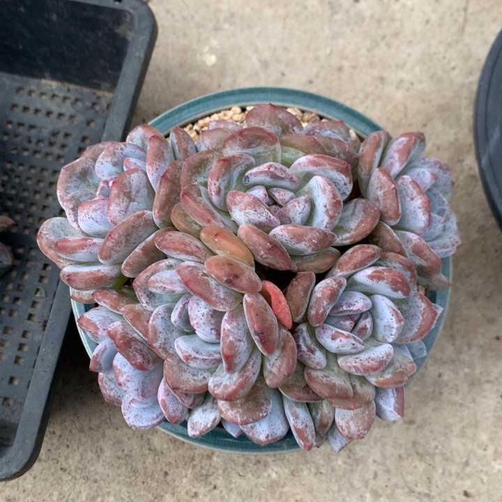 石榴籽星影9头朵朵