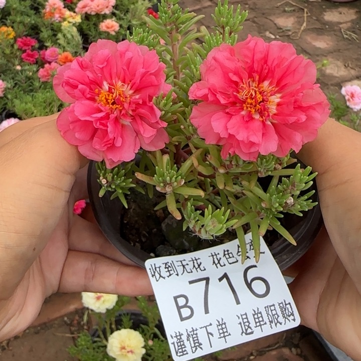 无花朵B716超小苗盆口10cm