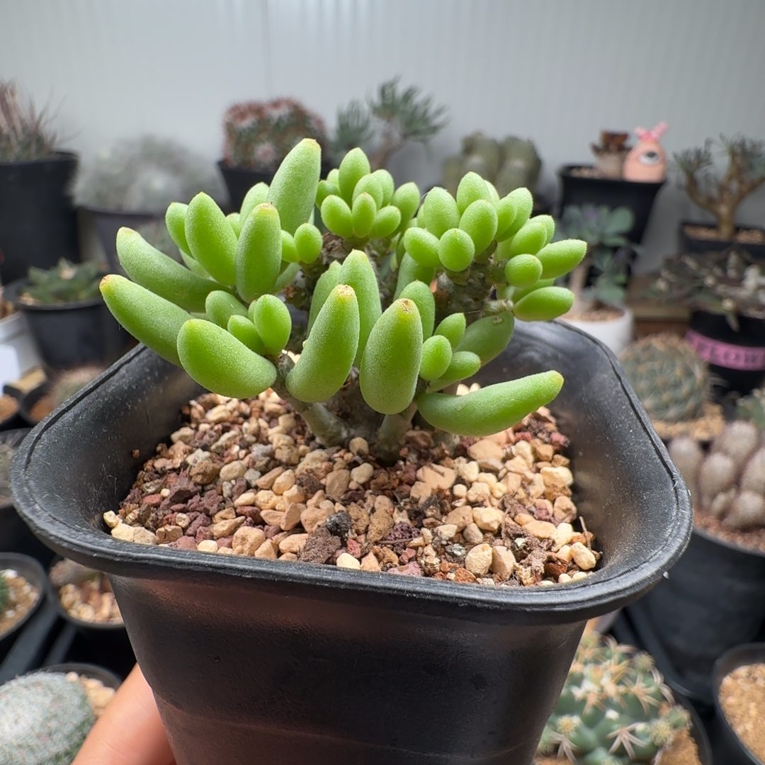 658诱惑奇峰锦带盆发货