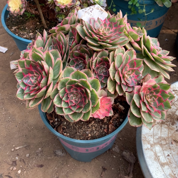 272莲花座多肉植物特价