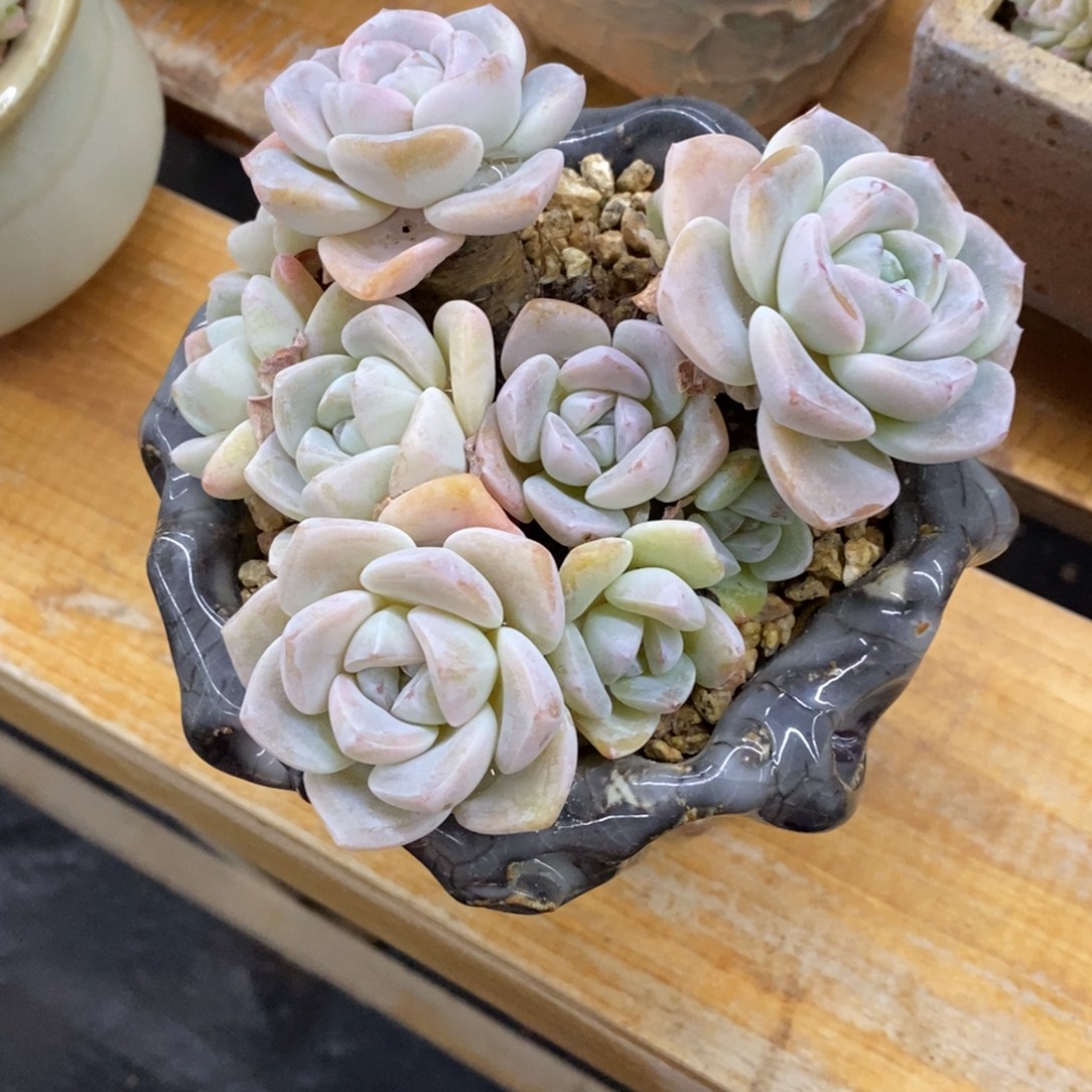 精品多肉一物一拍不包整318