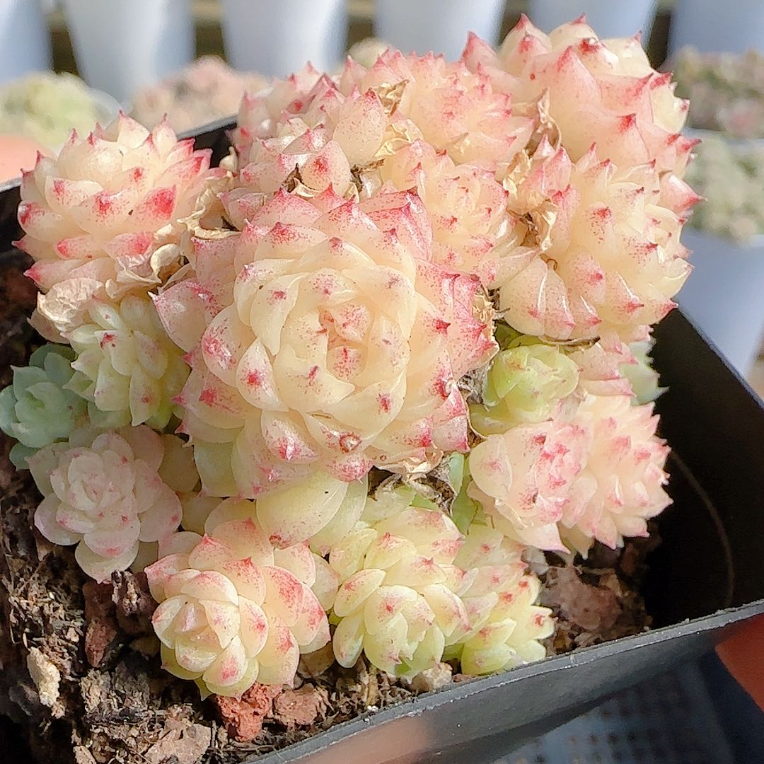 1206-80（开播福利麦杆）