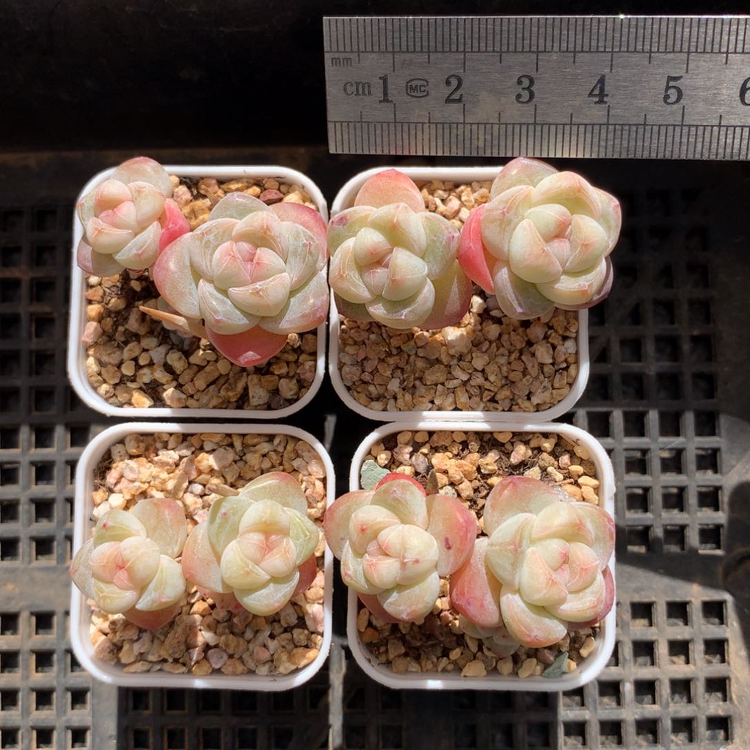 麦**兜脱土发货。新粉送肉。