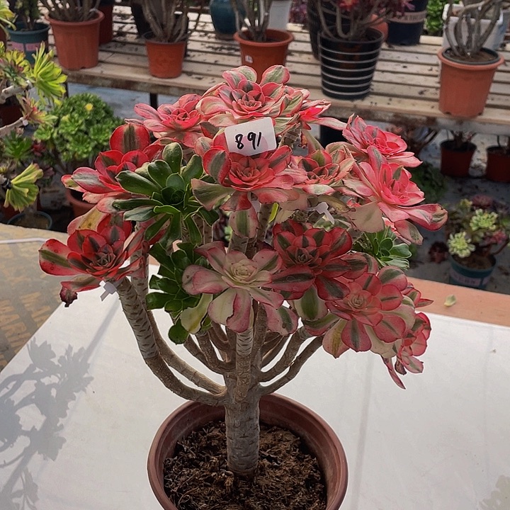 爱***巍架接000000000891号