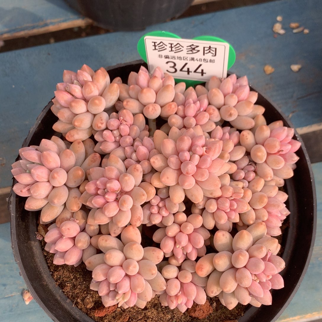 星黛露无砍平头344