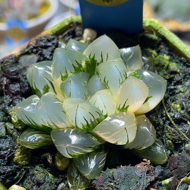 508北极之光锦特选福利