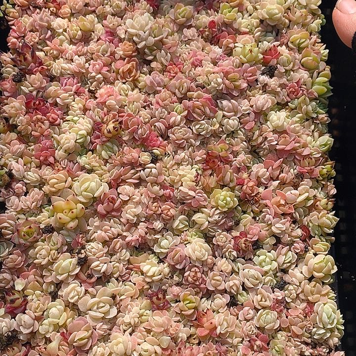 55 多肉植物盆栽花卉植物