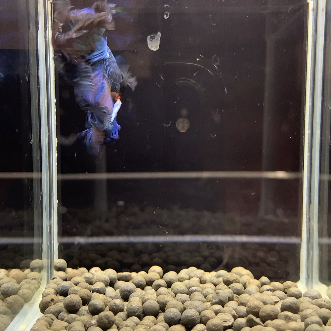 海水鱼七弟泰国斗鱼311