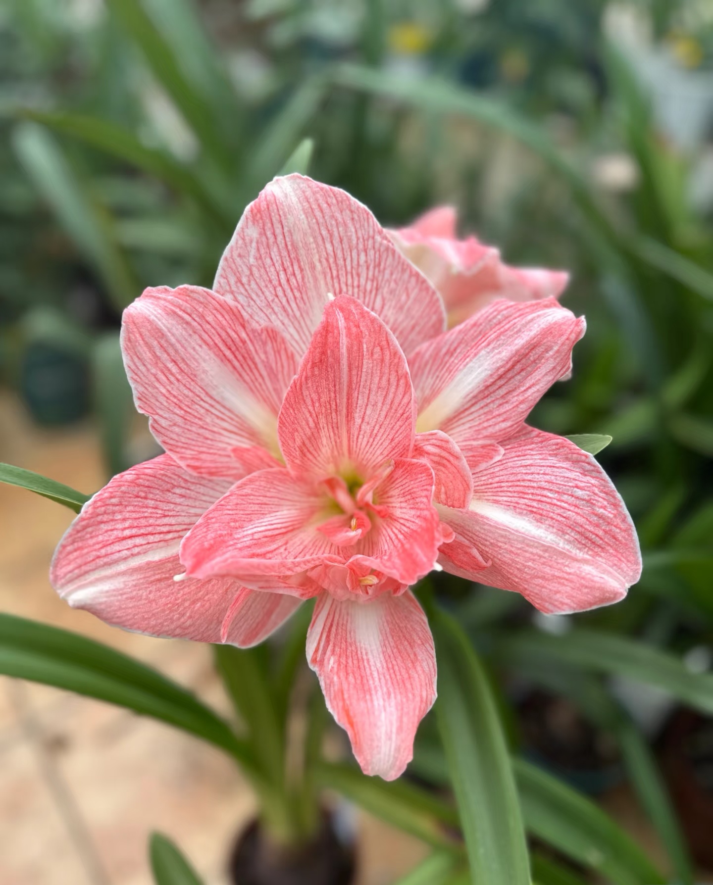 栖野绿境 荷兰进口重瓣朱顶红【可爱妮芙】1颗包邮