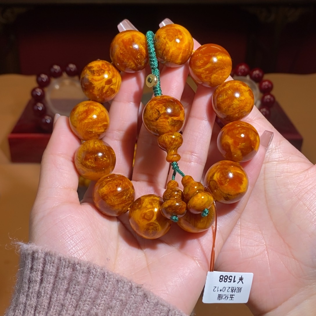 贝壳杉2.0瘤疤玉华天花板顶品满瘤