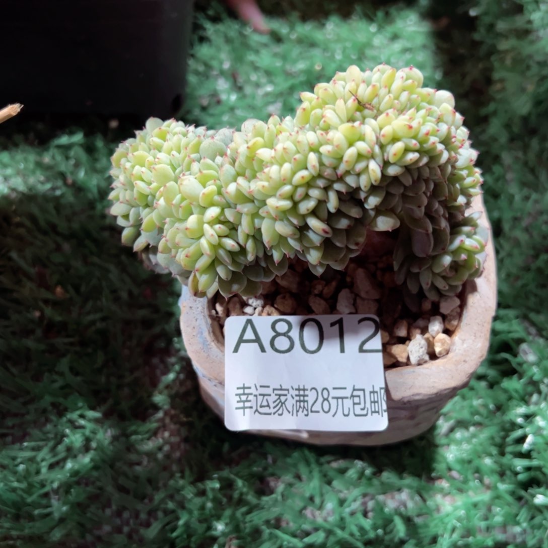幸运的是我的朋友们