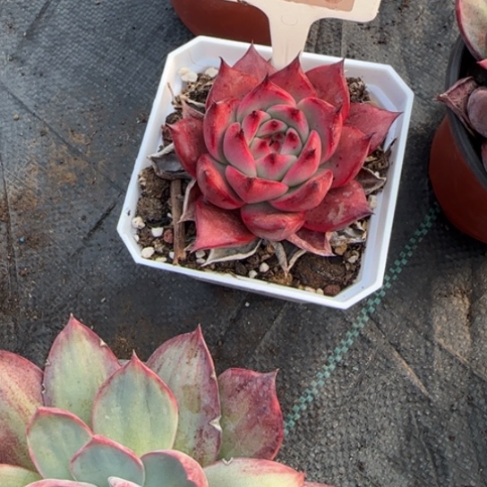 110阿姆斯壮多肉植物多