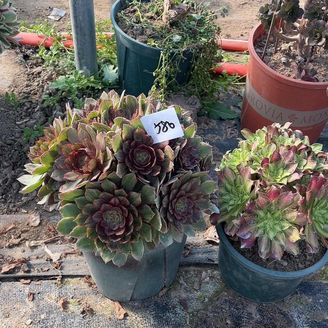 580法师植物组合