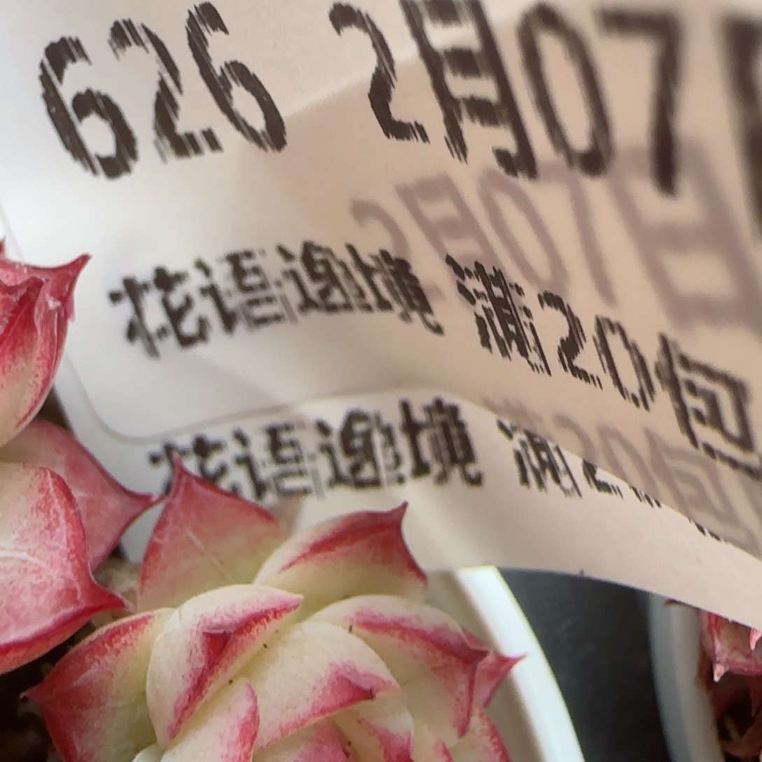 红*果花语逸镜0207-626