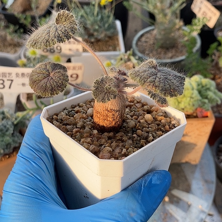 876圆叶带盆一一一一一一一