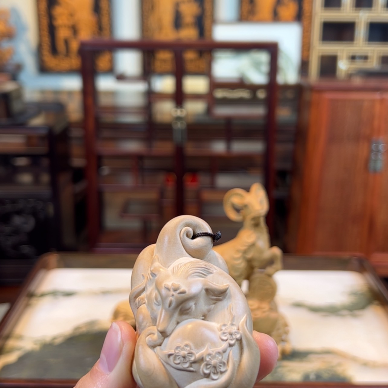 【闪购商品】黄杨木其他黄杨木