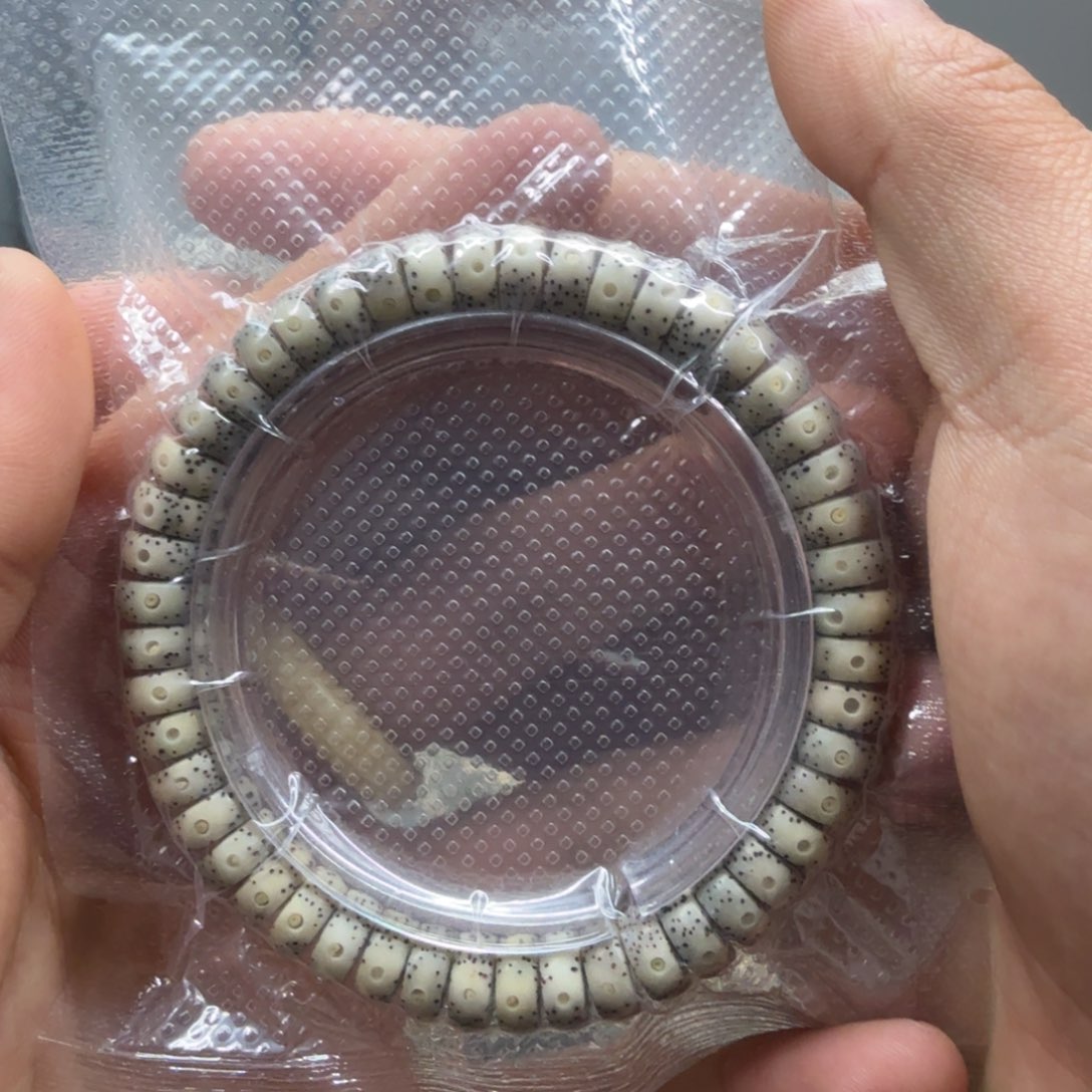 星月菩提把件同枝大眼睛药片94