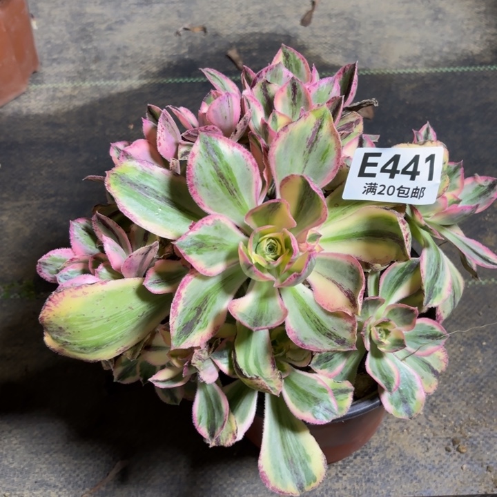 瑞妈一物一拍441