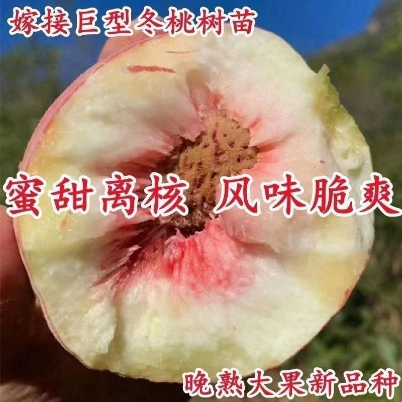 【桃】树苗特大新品纯甜早熟耐寒南北方种植盆地栽当年结果