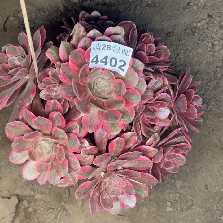 4402浣纱多肉植物