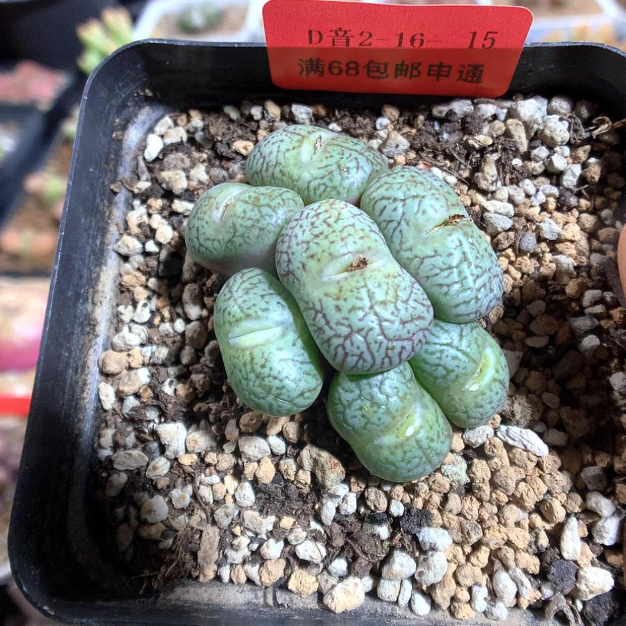 【闪购商品】2-16-15 密纹安贞一群 25