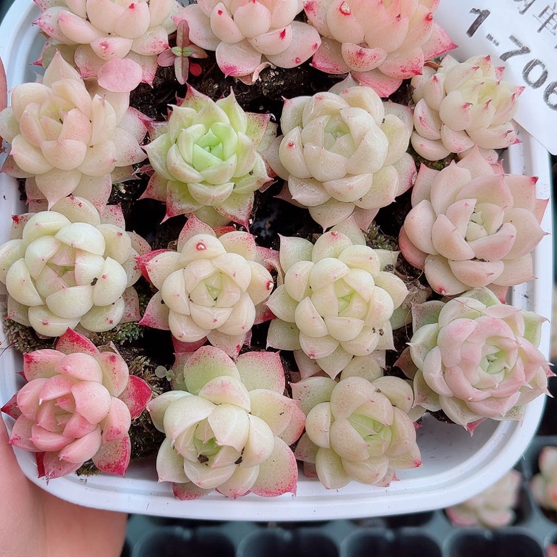 1-706 新疆西藏内蒙不发12.8包邮2-3公分多肉