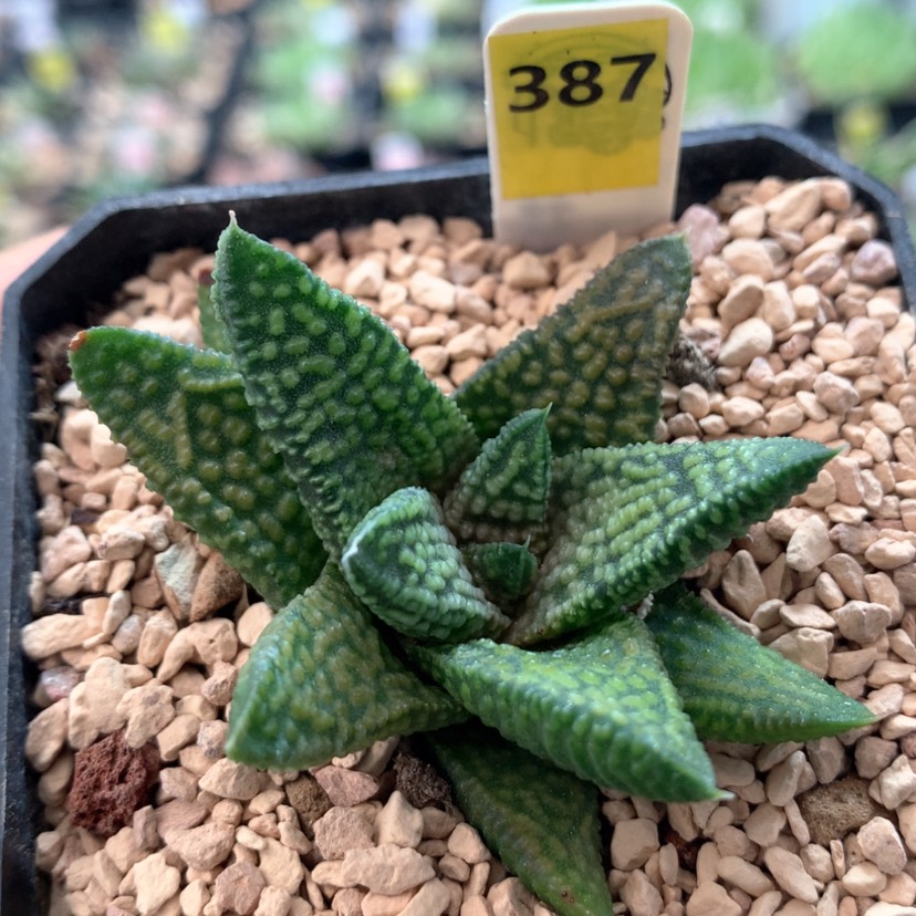 【闪购商品】387大理石