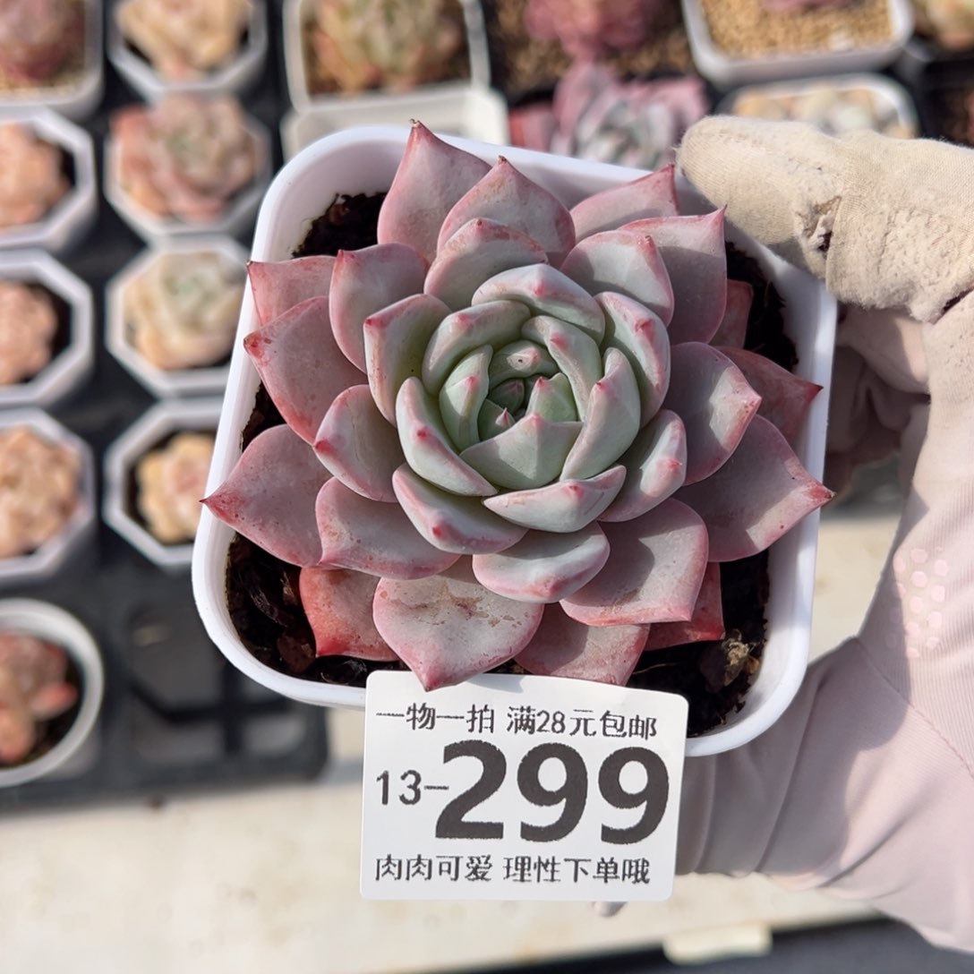 粉蓝鸟多肉多肉多肉多