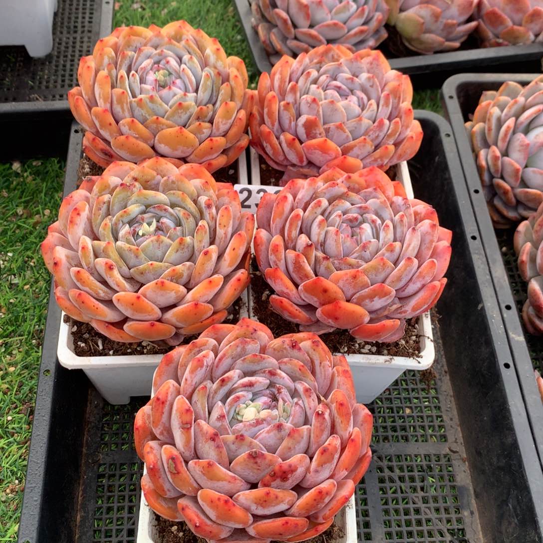 236橙子多肉植物