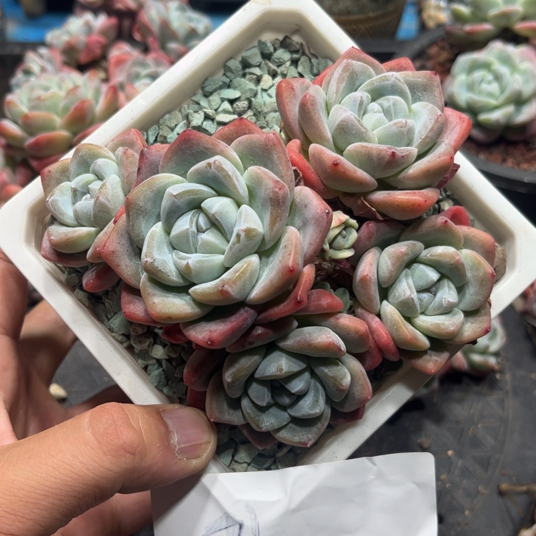 时专拍冰玉群生老桩