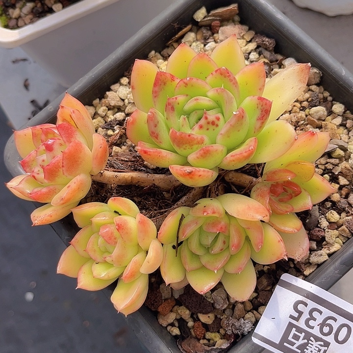 冰河世纪0935多肉植物