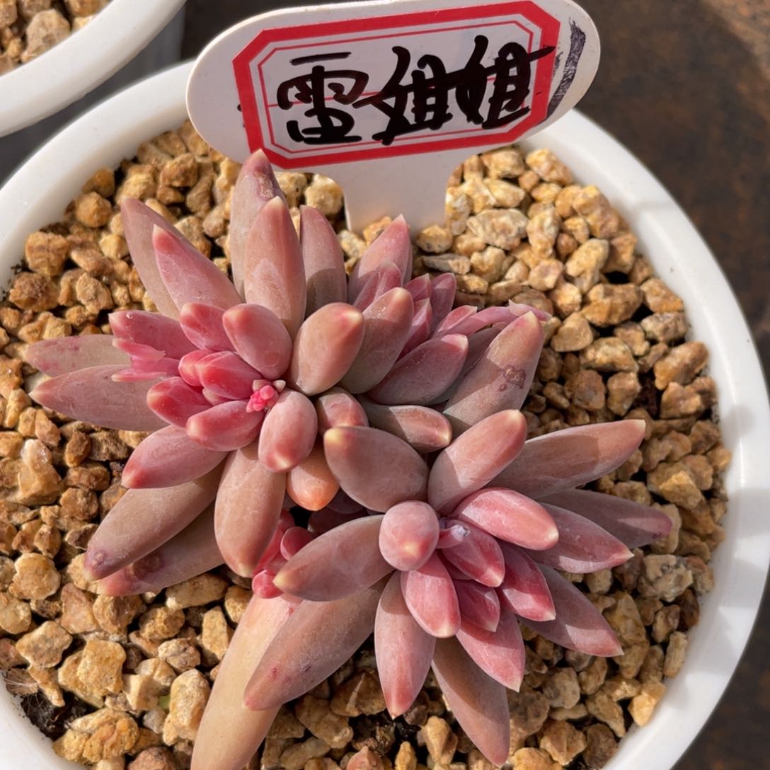 雷*姐姐姐说她真的