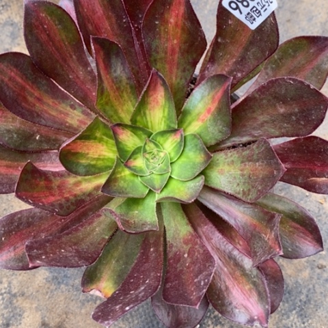 56魅中斑多肉清棚福利