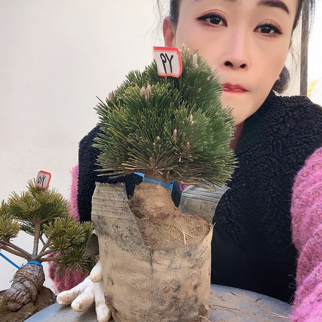 无花朵植物形态多年生草本