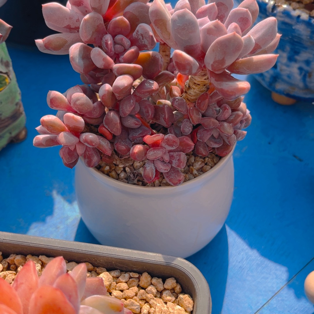燕***子多肉植物组合盆栽植物