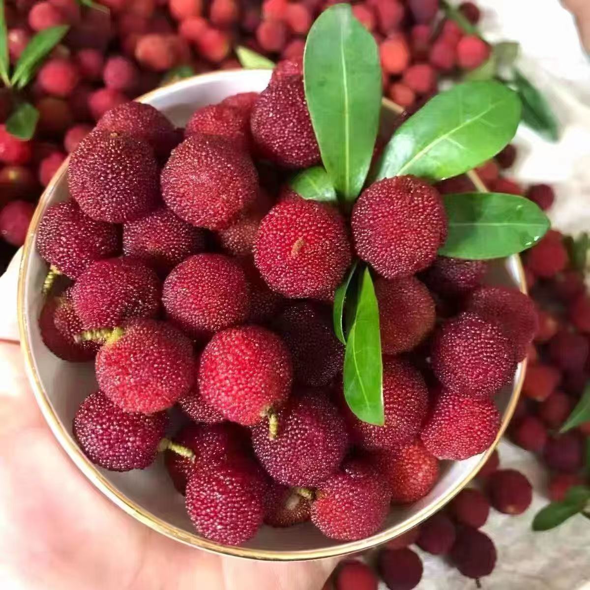 3盒【杨梅】福建东魁杨梅酸甜口好吃新鲜1.3-1.4斤新鲜杨梅