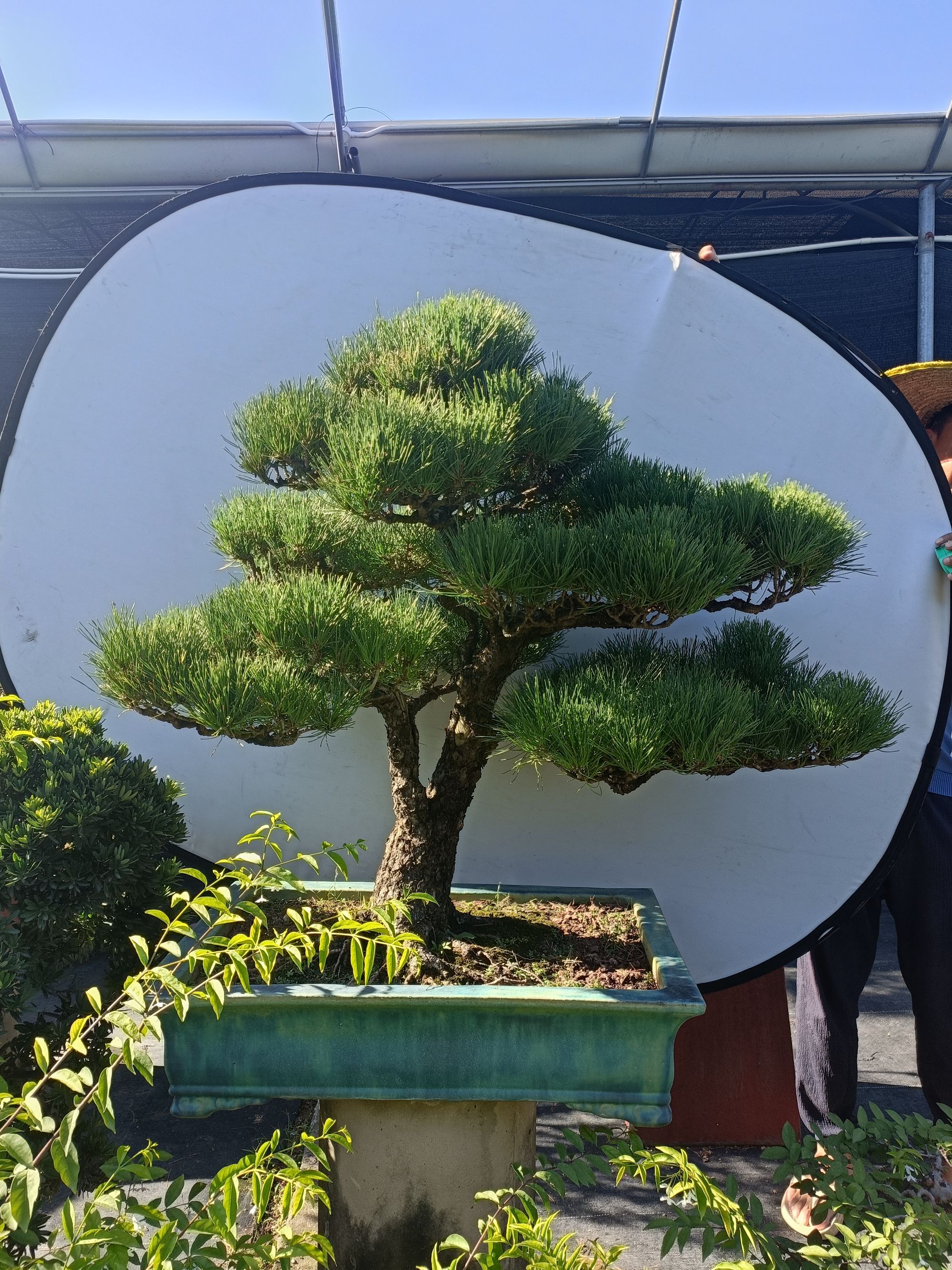 高品质室内外老桩盆景 直播间多种价位