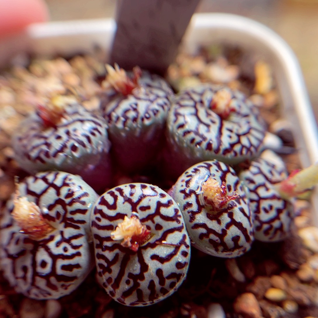 222号带盆盆吃人包邮发货