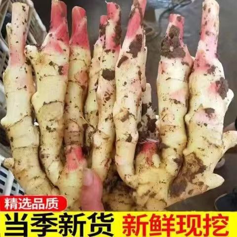 【脆嫩新鲜】云南嫩姜正宗生姜新鲜嫩姜现挖新鲜小黄姜当季蔬菜