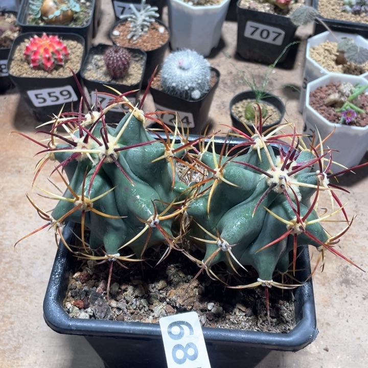 685实生双头超大姜守玉