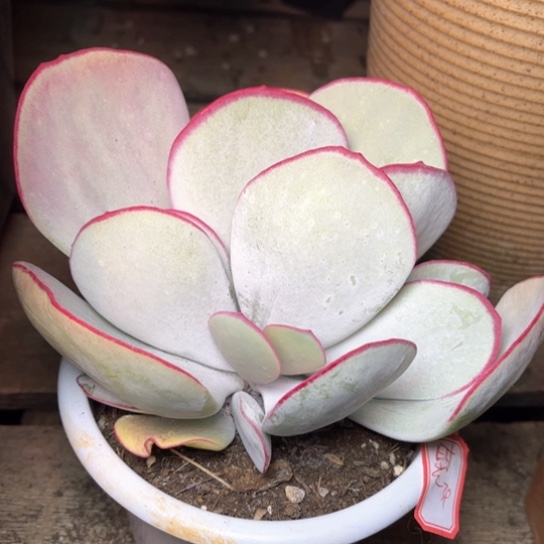 以***眸多肉植物的植物