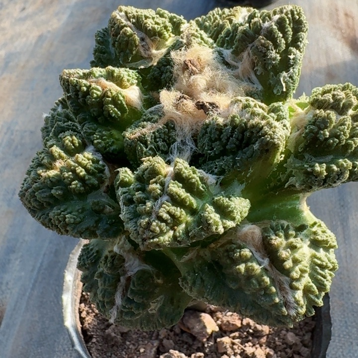 733龟甲怒涛牡丹