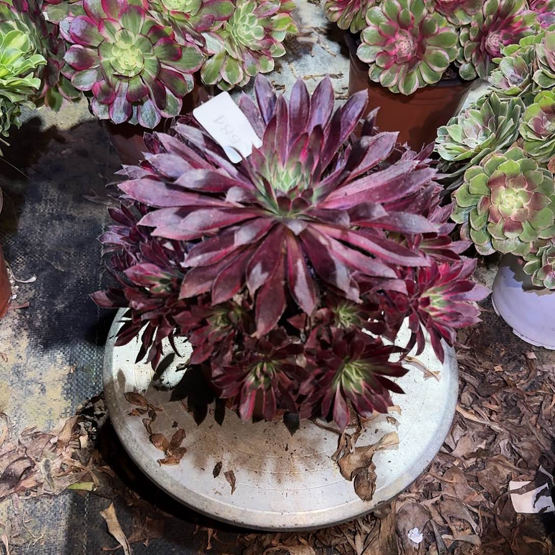 多肉植物孔雀锦584