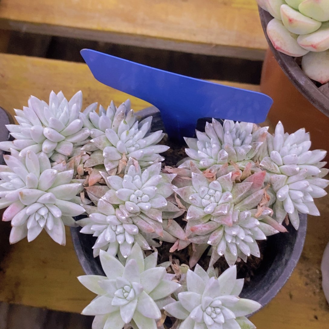 开心多肉，活动专场