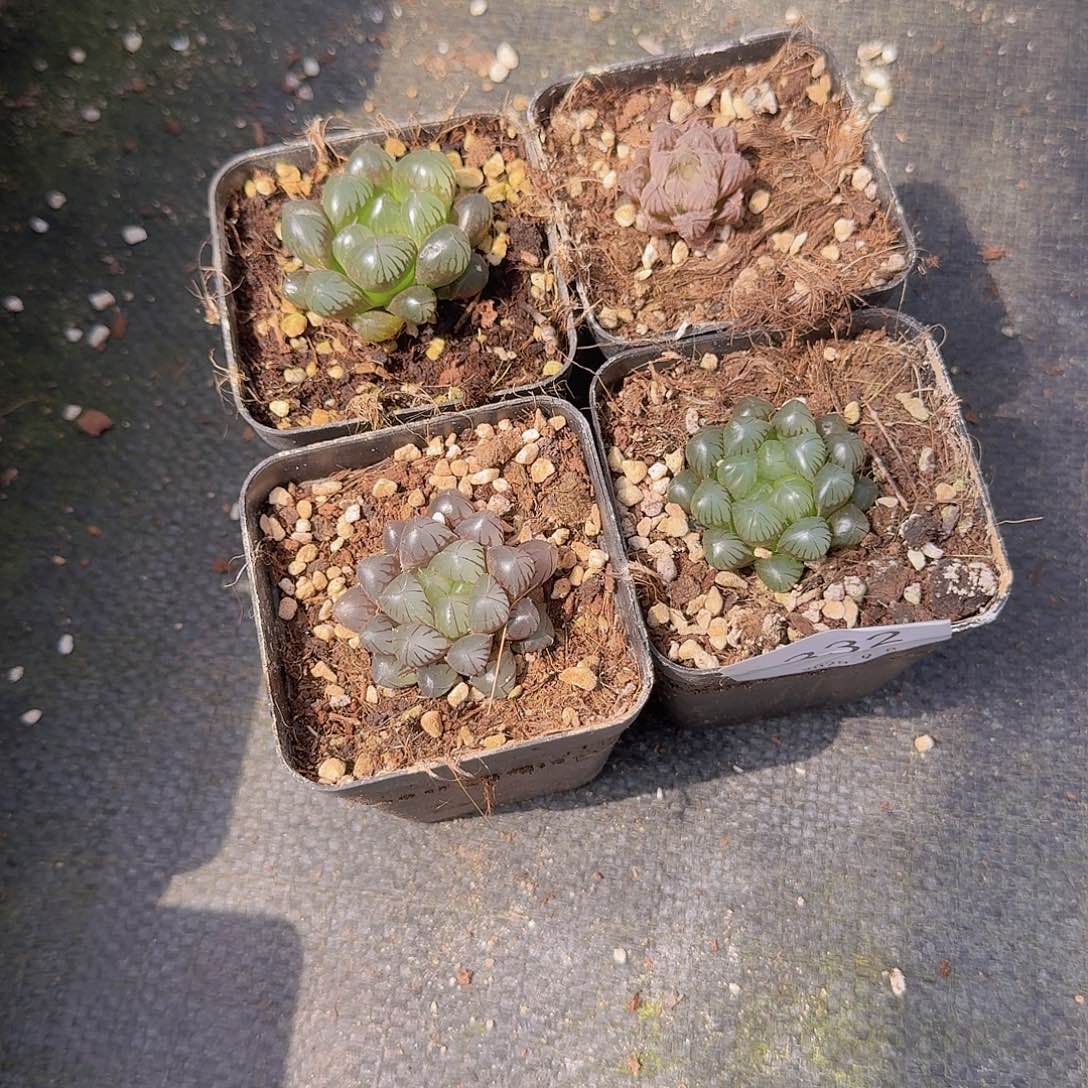 直播福利一物一拍332
