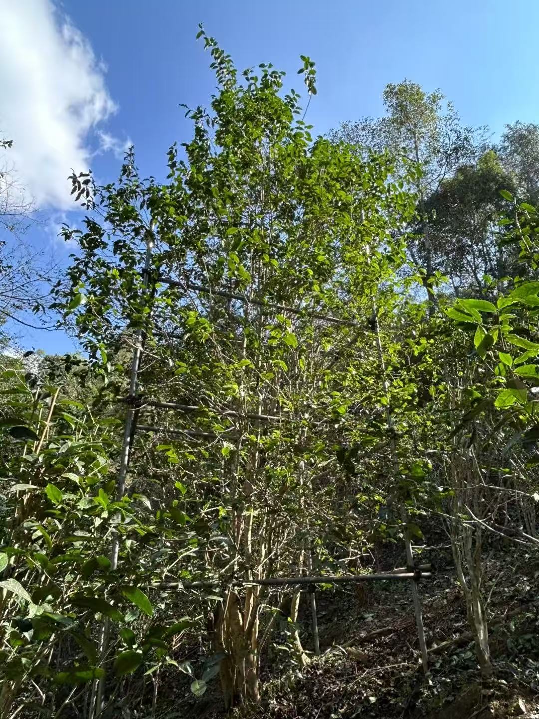 2025年弯弓古树龙珠6g/17颗