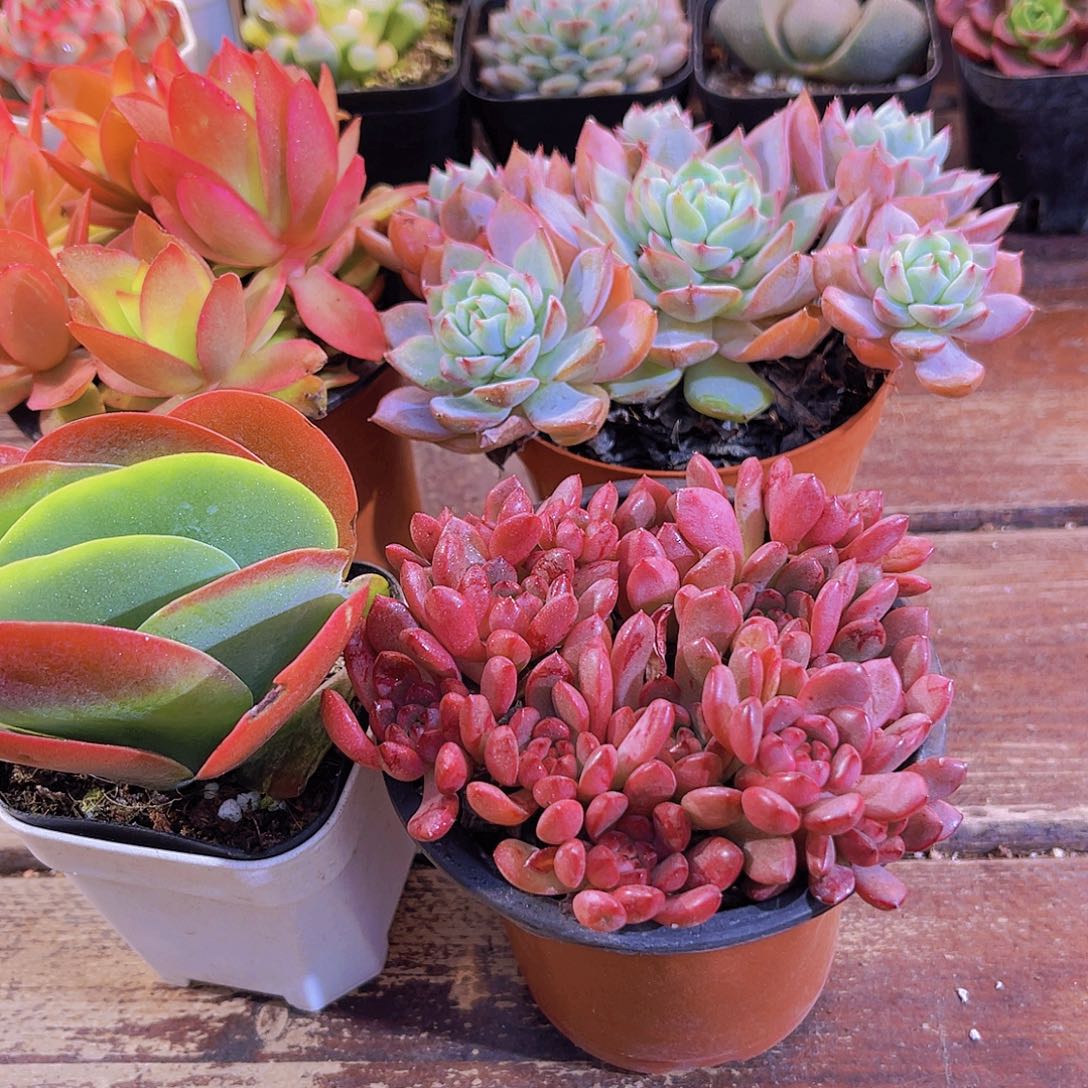 4大盆套餐福利套餐1111111