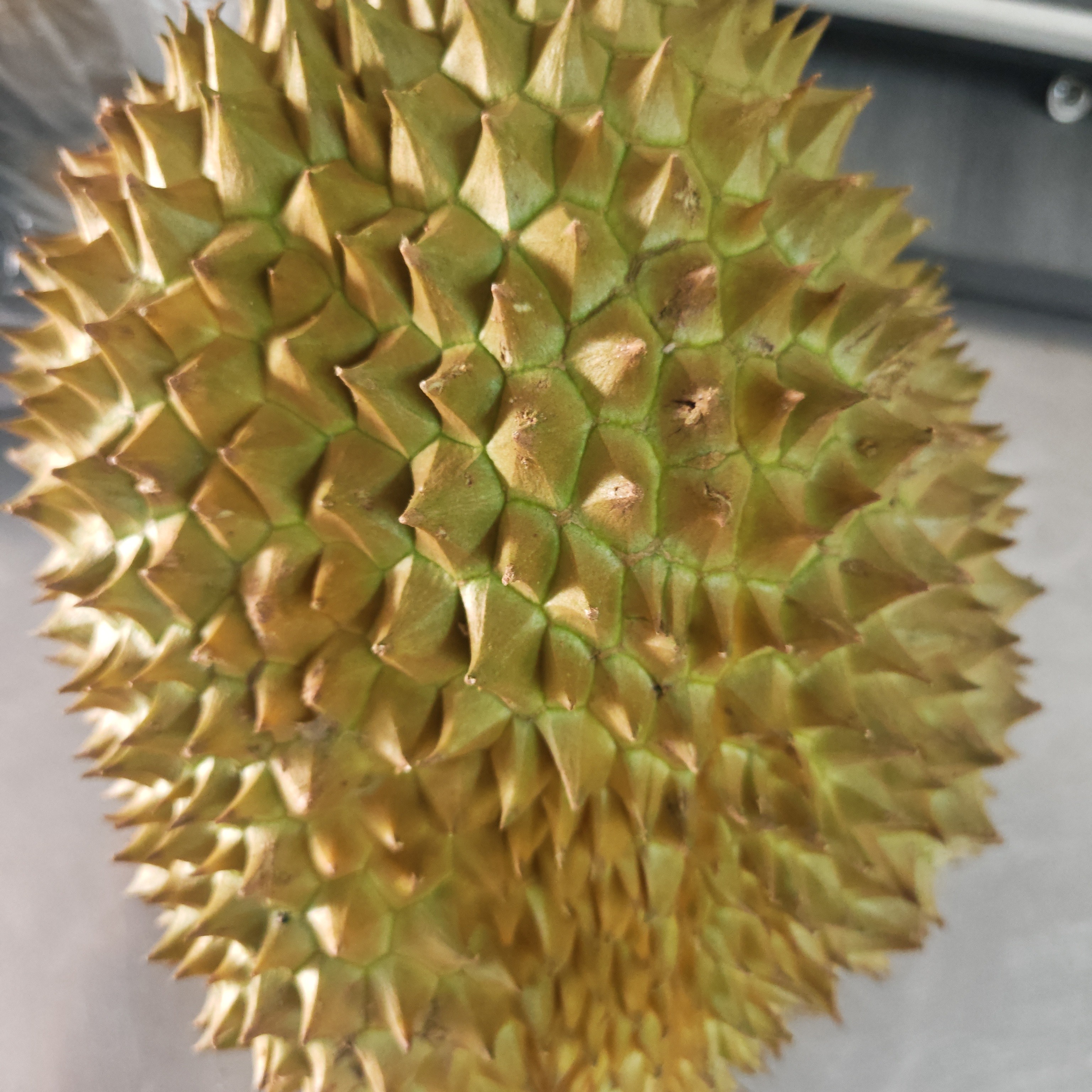 越南新鲜金枕榴莲核小-5.9斤金枕越南