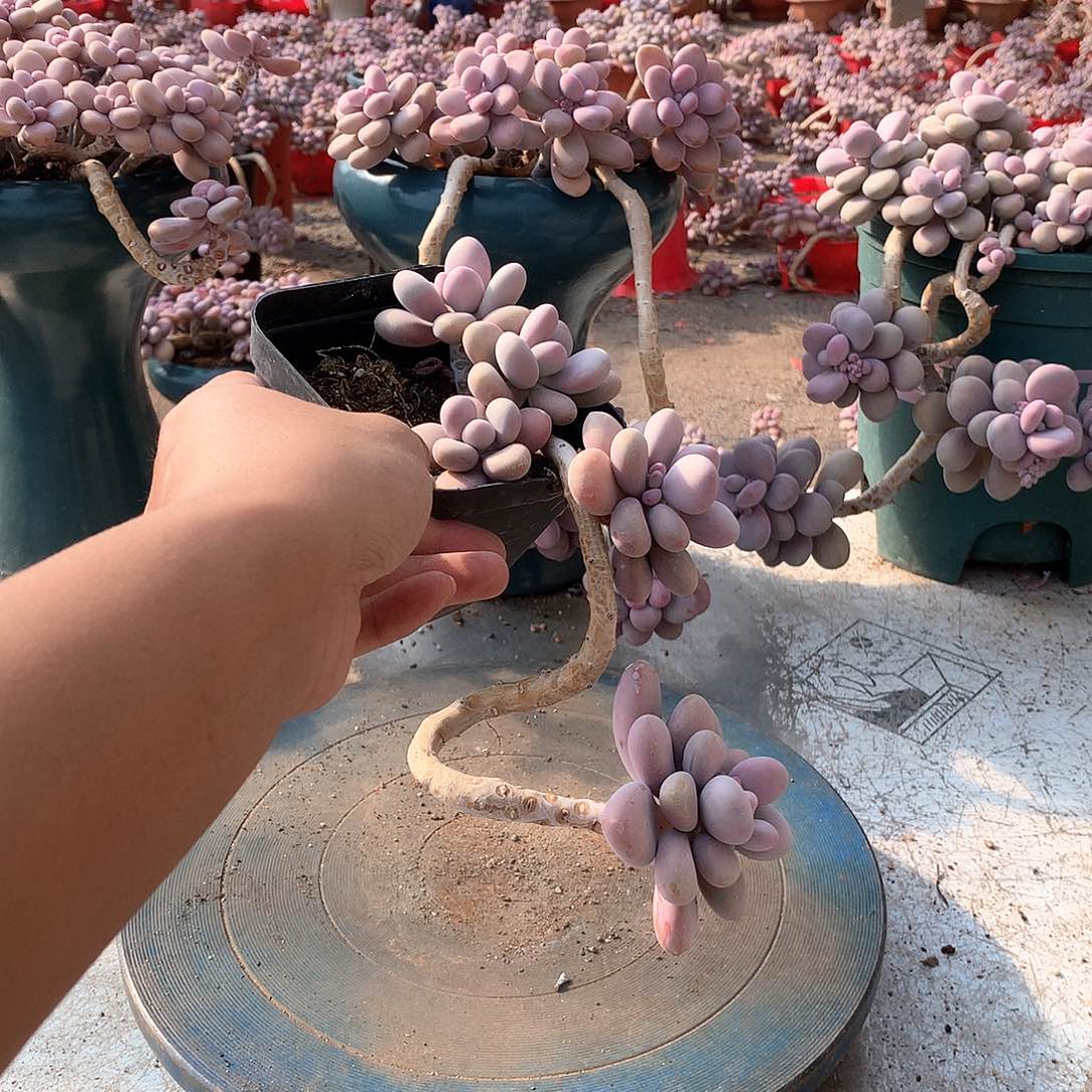 13一物一拍桃蛋老桩